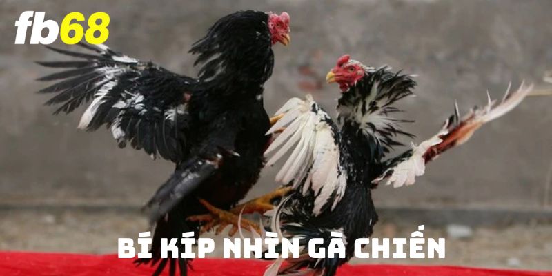 Bí Kíp Nhìn Gà Chiến